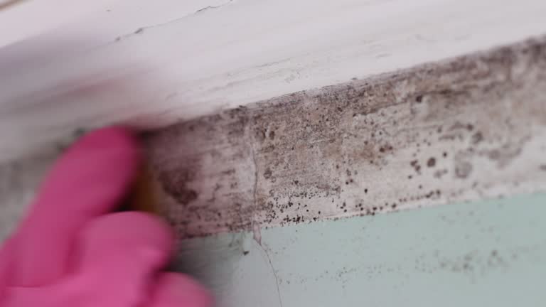 Trusted Grandview Plaza, KS Mold Removal Experts